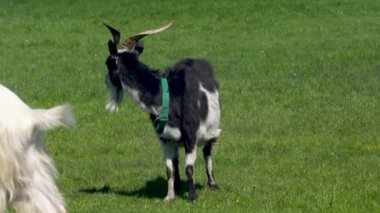 Siyah beyaz bir keçi yeşil bir çayırda otluyor..