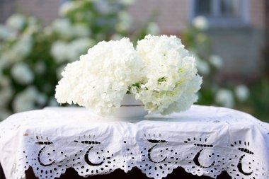 Yeşillik arka planında çiçek açan bir ortancanın beyaz bir dalı ile bahar arkaplanı.