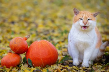 Komik kırmızı bir kedi Cadılar Bayramı için sonbahar çimlerinin üzerinde balkabaklarının yanında oturuyor. Cadılar Bayramı başlangıçtır.