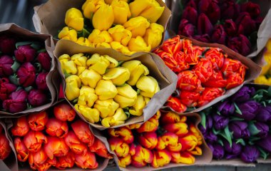 Kutuda farklı renklerde satılık bir lale çiçeği buketi var. Renkler arasında sarı, turuncu, kırmızı ve mor yer alıyor. Kompozisyon renkli ve parlak, neşeli ve hayat dolu bir hava yaratıyor..