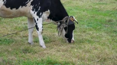 Boynuzlarının ucunda bir iple bağlanmış siyah ve beyaz bir inek yeşil otları yiyor. Bulutlu bir günde, bir ineğin kafasının yakın planında yeşil otları yiyor..