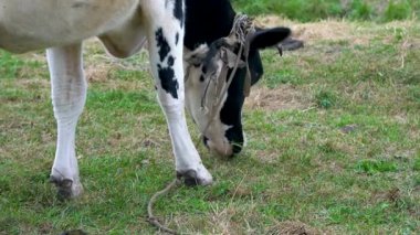 Boynuzlarının ucunda bir iple bağlanmış siyah ve beyaz bir inek yeşil otları yiyor. Bulutlu bir günde, bir ineğin kafasının yakın planında yeşil otları yiyor..