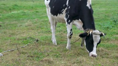 Bir siyah beyaz inek yeşil bir çayırda otluyor, bir iple bağlanmış. Yeşil bir çayırda çim yiyen bir ineğe yakın plan..
