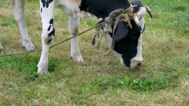 Yeşil bir çayırda ot yiyen bir ineğin kafasının yakın çekimi. Boynuzlarından bir iple bağlanmış siyah ve beyaz bir ineğin yakın çekimi, bir tarlada otluyor.