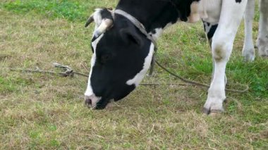 Yeşil bir çayırda ot yiyen bir ineğin kafasının yakın çekimi. Boynuzlarından bir iple bağlanmış siyah ve beyaz bir ineğin yakın çekimi, bir tarlada otluyor.