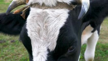 İneğin yüzüne yakın çekim. Büyük gözlerle kameraya bakıyor..