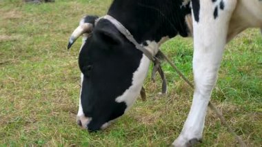 Yeşil bir çayırda ot yiyen bir ineğin kafasının yakın çekimi. Boynuzlarından bir iple bağlanmış siyah ve beyaz bir ineğin yakın çekimi, bir tarlada otluyor.