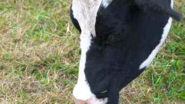 Yeşil bir çayırda ot yiyen bir ineğin kafasının yakın çekimi. Boynuzlarından bir iple bağlanmış siyah ve beyaz bir ineğin yakın çekimi, bir tarlada otluyor.