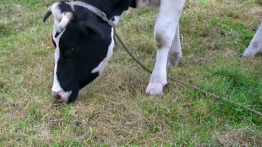 Bir ineğin kafasının çayırda kuru ot yediği yakın plan..