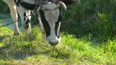 Boynuzlarıyla iple bağlanmış büyük siyah ve beyaz bir inek, güneşli bir günde çayırda yeşil ot yer. Güneşli bir havada yeşil sulu ot yiyen bir ineğin kafasının yakın çekimi..