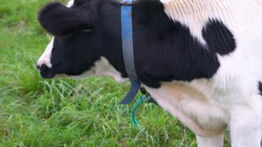 Genç siyah ve beyaz bir boğa, ipe bağlanmış, yeşil bir çayırda duruyor ve kameraya bakıyor..