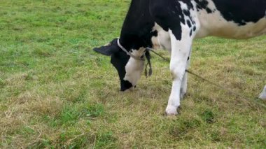 Bulutlu bir günde yeşil çayırda ot yiyen siyah beyaz ineklere yaklaş.