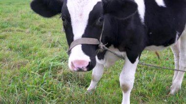 Yeşil bir çayırda otlayan ve kameraya tuhaf bir şekilde bakan genç siyah ve beyaz bir boğanın yakın çekimi..