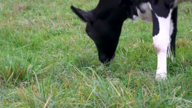 Yeşil bir çayırda otlayan, mutlu mesut ot yiyen siyah beyaz bir boğanın yakın çekimi..