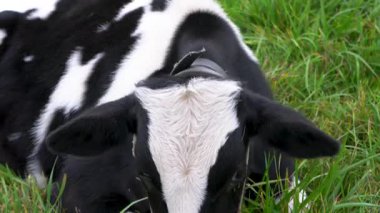 Bir ineğin kafasının, bir çayırın yeşil çimlerinde ağzını kaşıyarak kapanmasını..