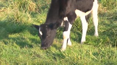 Genç siyah ve beyaz bir boğa yeşil bir çayırda otlar ve güneşli bir yaz gününde otlar..