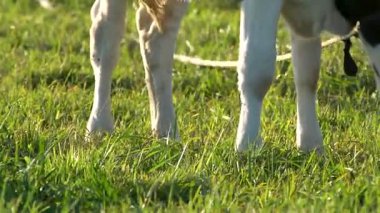 Güneşli ve rüzgarlı bir çayırda yeşil çimen yiyen genç bir ineğin başını yakın.