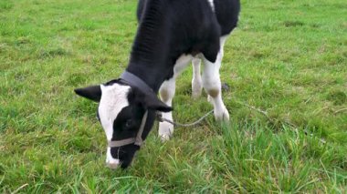 Genç siyah beyaz bir inek çayırda yeşil otları kemiriyor, yakın plan..