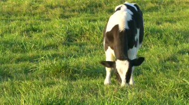 Genç siyah ve beyaz bir inek batan güneşin sıcak ışınlarında çayırda yeşil otları kemiriyor..