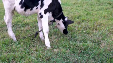 Siyah beyaz bir buzağıya yakından bakın. Bir iple bağlanmış, çayırda yeşil otlar yiyor..