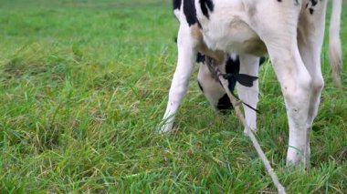 İpe bağlanmış siyah beyaz bir buzağı çayırdaki yeşil otları yer..
