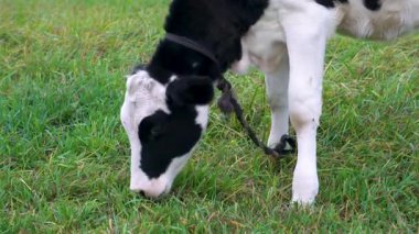 İple bağlanmış siyah beyaz bir buzağı çayırda yeşil otları kemiriyor..