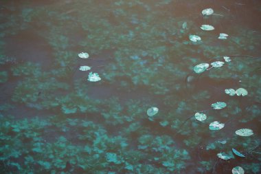 Yüzen bitkilerle dolu mistik koyu yeşil bataklık çimenleri.