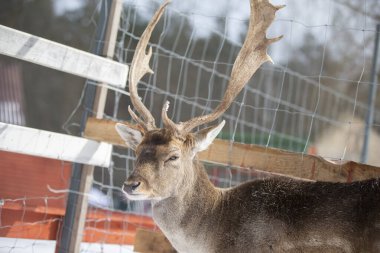 Kış sonlarında Avrupalı bir geyiğin ağızlık takması.
