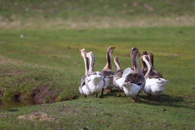 Kazlar yeşil bir çayırda otlar. Evcil bir kaz sürüsü tarlada birbiri ardına yürüyor..
