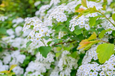 Çiçek açan bahar çiçekleri. Lobularia maritima çiçekleri (Alyssum maritimum, Sweet Alyssum, Sweet Alison), Brassicaceae familyasından bir bitki türü..
