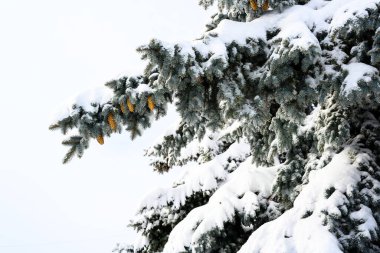 Gün batımında karla kaplı çam ağacı dalları ve kışın buz sisi..