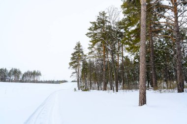 Güneşli bir kış gününde, karla kaplı, güzel bir kış manzarasında yürüyüş yolu.