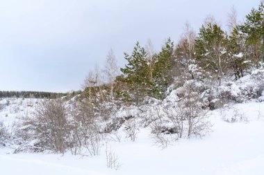 Kış Noel 'i cennet manzarası. Karla kaplı ormandaki beyaz ağaçlar, karlar ve açık havada kar yağışı..