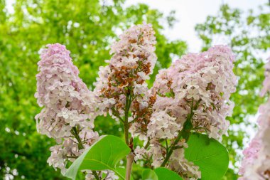 Çiçek açan bahar çiçekleri. Leylak ağacının güzel çiçekleri. Bahar konsepti. Bahçedeki bir ağaçtaki leylak dalları.