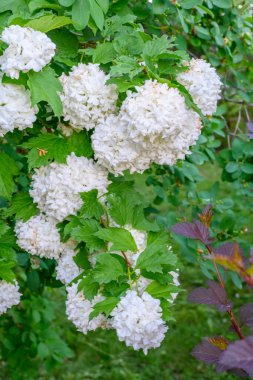 Çiçek açan bahar çiçekleri. Büyük, güzel, beyaz Viburnum opulus Roseum (Boule de Neige) topları. Beyaz Guelder Rose veya Viburnum opulus sterilis, Kartopu Bush, Avrupa Kartopu.