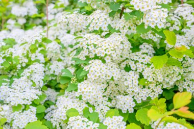 Çiçek açan bahar çiçekleri. Lobularia maritima çiçekleri (Alyssum maritimum, Sweet Alyssum, Sweet Alison), Brassicaceae familyasından bir bitki türü..