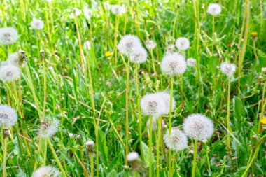 Güneşli bir bahar gününde taze çayır karahindibaları. Çiçekli karahindibalar. Bahar havası için mükemmel bir geçmiş. Kabarık tomurcuklu karahindiba çiçeği..
