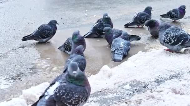 Pigeons Bathe Drink Water Puddle Road Early Spring Snow Melts — Stock Video