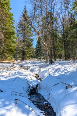 Baharda eşsiz bir manzara, bitki örtüsü ve çeşitliliği olan Güney Ural pürüzlü akarsu..