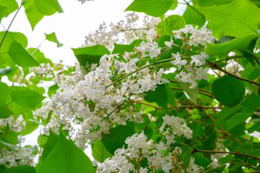 Çiçek açan bahar çiçekleri. Leylak ağacının güzel çiçekleri. Bahar konsepti. Bahçedeki bir ağaçtaki leylak dalları.