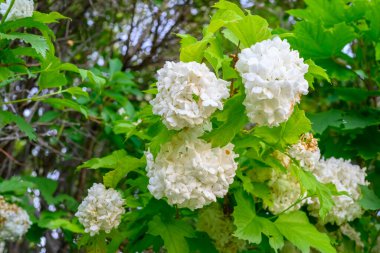 Çiçek açan bahar çiçekleri. Büyük, güzel, beyaz Viburnum opulus Roseum (Boule de Neige) topları. Beyaz Guelder Rose veya Viburnum opulus sterilis, Kartopu Bush, Avrupa Kartopu.