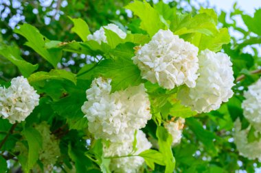 Çiçek açan bahar çiçekleri. Büyük, güzel, beyaz Viburnum opulus Roseum (Boule de Neige) topları. Beyaz Guelder Rose veya Viburnum opulus sterilis, Kartopu Bush, Avrupa Kartopu.