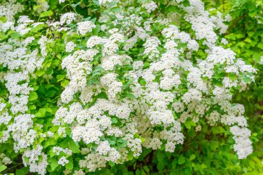 Çiçek açan bahar çiçekleri. Lobularia maritima çiçekleri (Alyssum maritimum, Sweet Alyssum, Sweet Alison), Brassicaceae familyasından bir bitki türü..