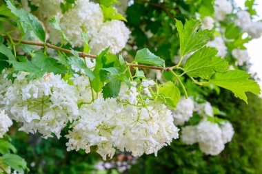 Blooming spring flowers. Large beautiful white balls of blooming Viburnum opulus Roseum (Boule de Neige). White Guelder Rose or Viburnum opulus Sterilis, Snowball Bush, European Snowball is a shrub. clipart