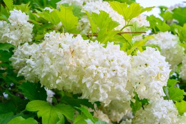 Çiçek açan bahar çiçekleri. Büyük, güzel, beyaz, çiçek açan Viburnum opulus Roseum Boule de Neige topları. Beyaz Guelder Rose veya Viburnum opulus sterilis, Kartopu Bush, Avrupa Kartopu.