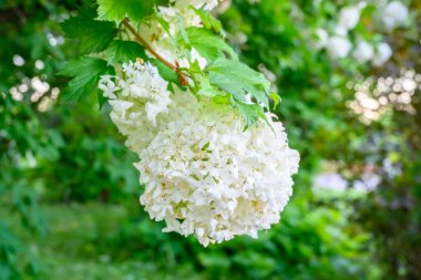 Çiçek açan bahar çiçekleri. Büyük, güzel, beyaz Viburnum opulus Roseum (Boule de Neige) topları. Beyaz Guelder Rose veya Viburnum opulus sterilis, Kartopu Bush, Avrupa Kartopu.