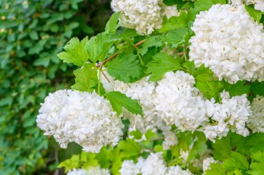 Çiçek açan bahar çiçekleri. Büyük, güzel, beyaz, çiçek açan Viburnum opulus Roseum Boule de Neige topları. Beyaz Guelder Rose veya Viburnum opulus sterilis, Kartopu Bush, Avrupa Kartopu.