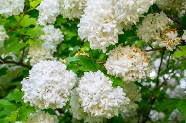 Çiçek açan bahar çiçekleri. Büyük, güzel, beyaz Viburnum opulus Roseum (Boule de Neige) topları. Beyaz Guelder Rose veya Viburnum opulus sterilis, Kartopu Bush, Avrupa Kartopu.