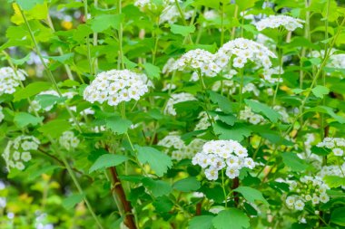 Çiçek açan bahar çiçekleri. Lobularia maritima çiçekleri. Alyssum maritimum, Sweet Alison, Brassicaceae familyasından bir bitki türü..
