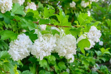 Çiçek açan bahar çiçekleri. Büyük, güzel, beyaz, çiçek açan Viburnum opulus Roseum Boule de Neige topları. Beyaz Guelder Rose veya Viburnum opulus sterilis, Kartopu Bush, Avrupa Kartopu.